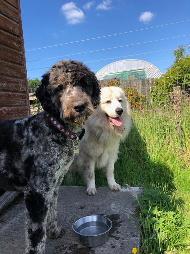 Tricky woo Dog Walking and Home Boarding - Thumbnail