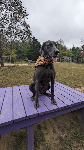 Phil White Dog Park