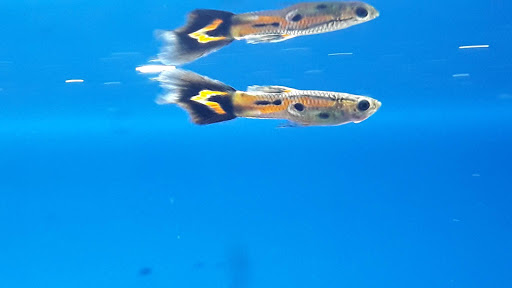 Aqua'Lumenes - Visual