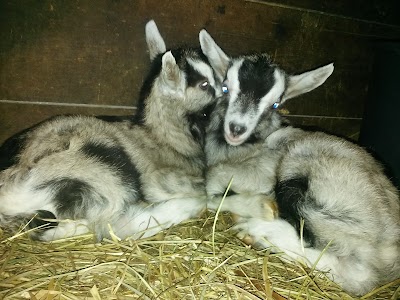 Photos of 7 Kitsetalle Ltd