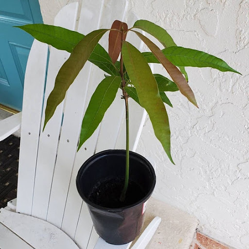 Graft a Mango - Visual