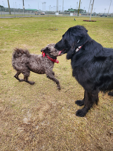 Frank Brown Park Dog Park - Thumbnail
