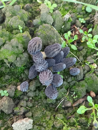 Tourisme mycologique _ francemorilles.com - Culture de morilles - Formation
