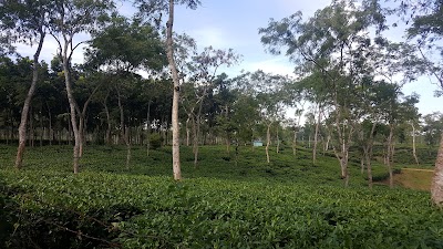 Photos of Shamshernagar Tea Factory