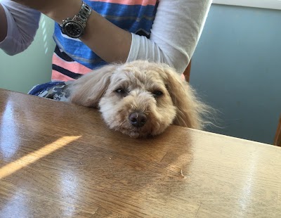 Photos of Stay with pets Shimoda hot spring inn Harereya