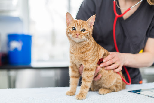 Swadlincote Veterinary Centre - Thumbnail