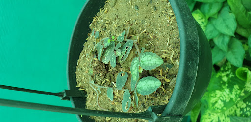 Gallery image 13