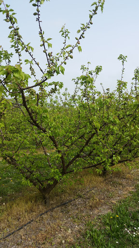 Fondisola - Visual