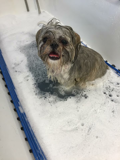 Paws Dog Grooming - Thumbnail