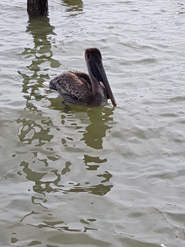 Captiva Cruises