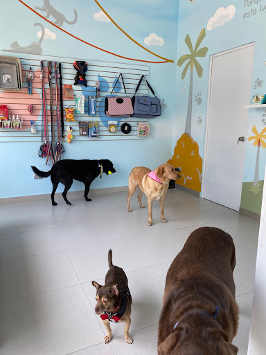 happy paws mty - Thumbnail