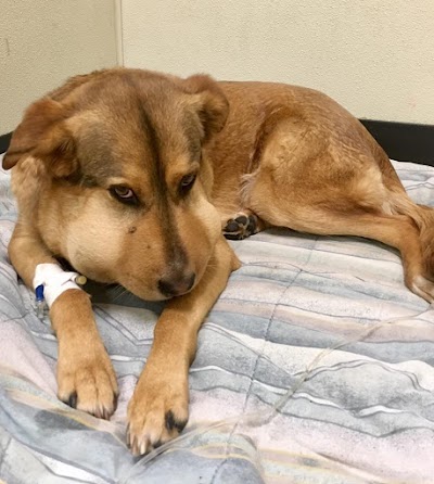 Photos of Fox Hollow Animal Hospital