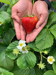 Photo n°9 de APPUI Les Jardins à Saint-Georges-lès-Baillargeaux (Vente de légumes en gros)