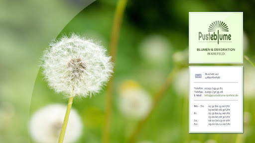 Pusteblume Blumenfachgeschäft Krefeld - Thumbnail