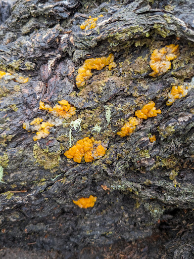 Tuxedo Park Picnic Area - Thumbnail