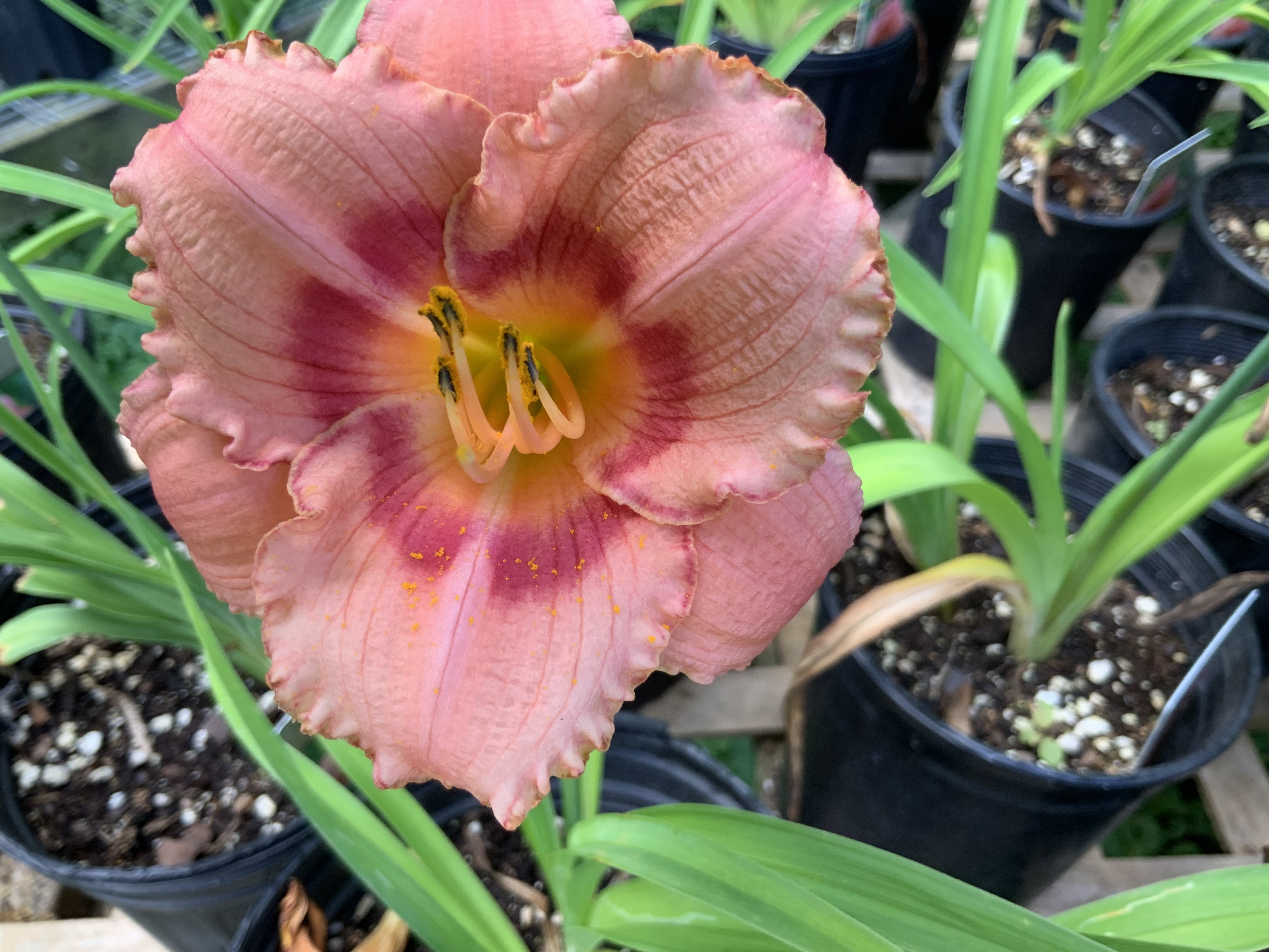 Fox Ridge Farm Nursery