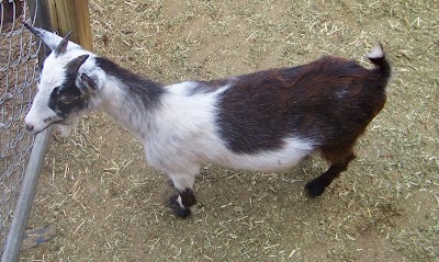 Ponies & Petting Zoo of Miami.