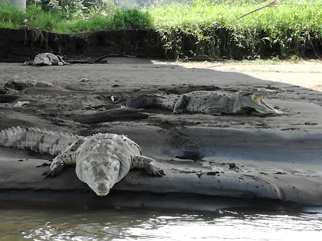 Tarcoles Crocodile Bridge