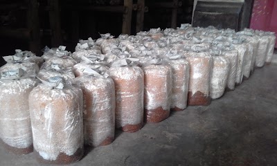 Photos of Jamur Tiram Lombok