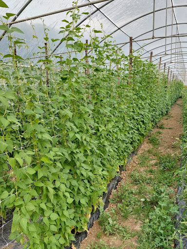 AZIENDA AGRICOLA MANCUSO PRODOTTI TIPICI OLIO VINI SALUMI