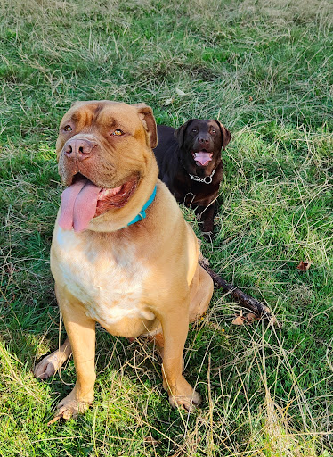 Arun Veterinary Group Pulborough - Thumbnail