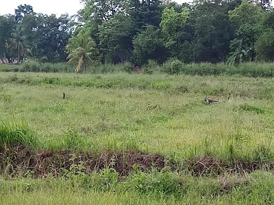 Photos of Buduruwagala Archaeological Museum
