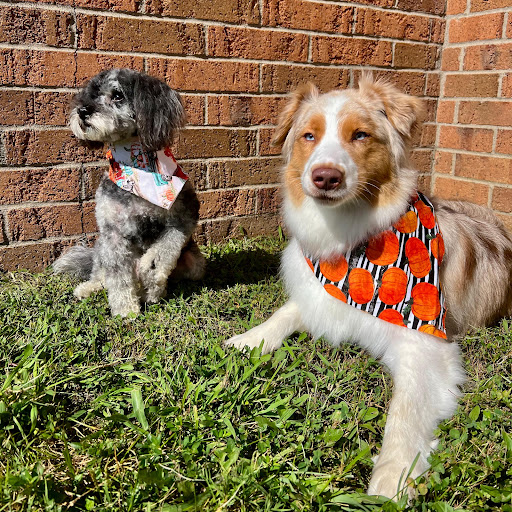 Pet Wash & Grooming Northland - Thumbnail