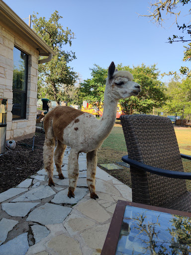 Alpaca Fresh - Visual