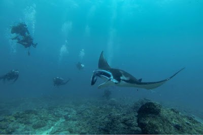 Photos of Baliku Dive Resort