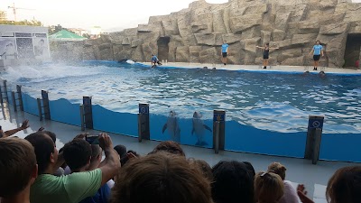 Photos of Dolphinarium