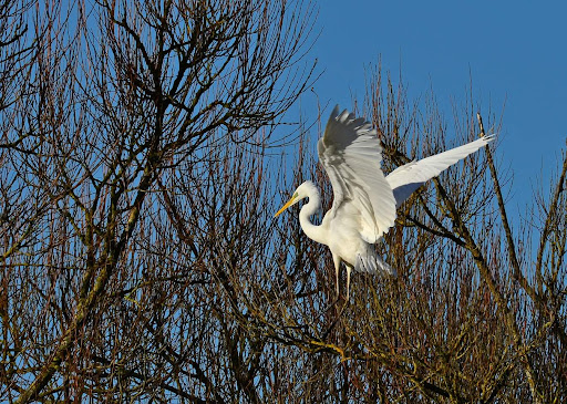 Wolseley Nature Reserve