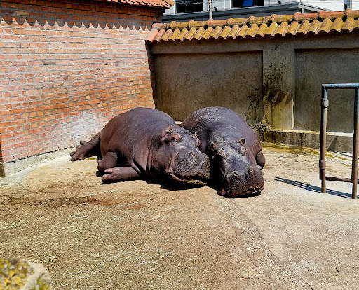 Belgrade Zoo - Thumbnail