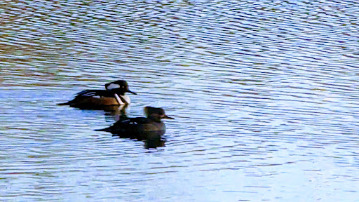 Dorothy Pond, Riverlin St Access - Thumbnail