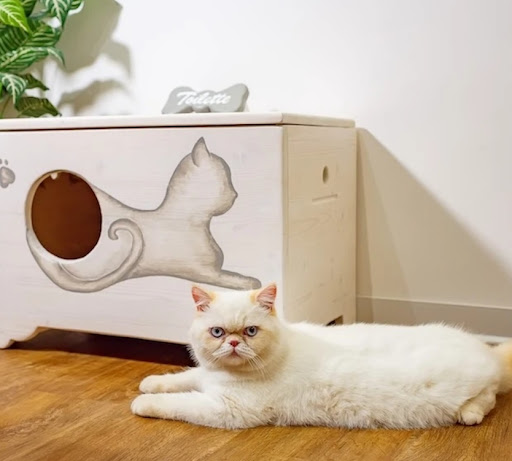 Petplaying - Visual