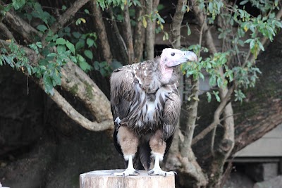 Photos of Naivasha Owl Centre