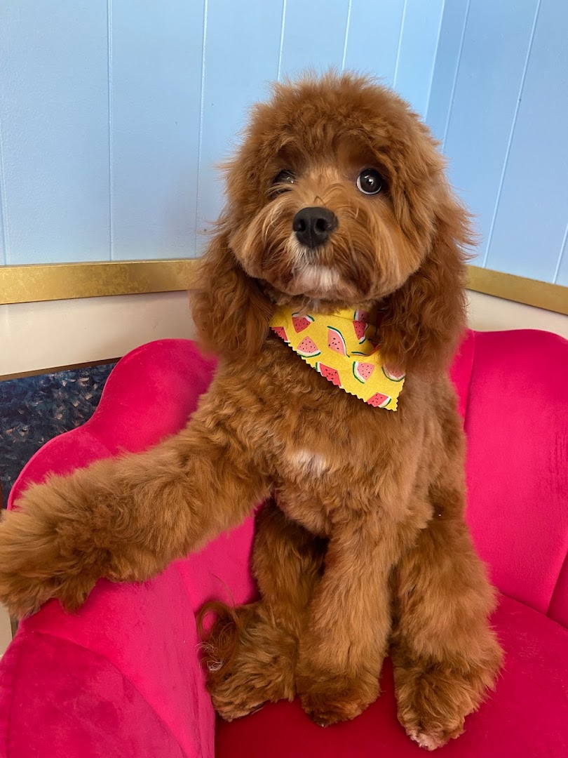 Yukiko's Dog Grooming