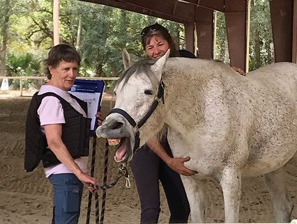 Proven Equine LLC