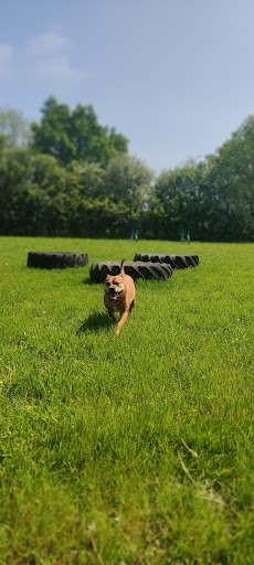 Four Paws Adventure Academy - Thumbnail