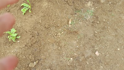 Photos of 두꺼비농장