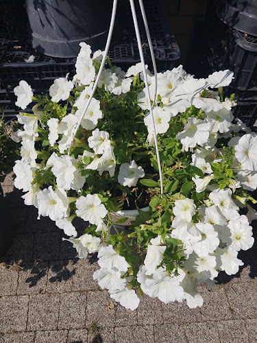 Comentarii opinii despre F.H.U. MISIEK Rajmund Hoga