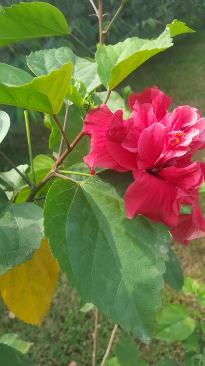Photos of Auxano Gardens