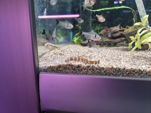 Akvariestugan - Visual