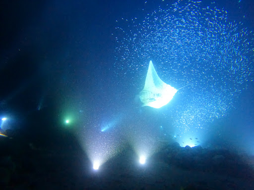 Garden Eel Cove / Manta Ray Heaven - Thumbnail