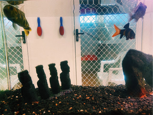 Hahndorf Boutique Cat Boarding - Thumbnail