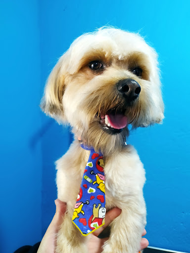 Mi Dogtora Vet & Spa