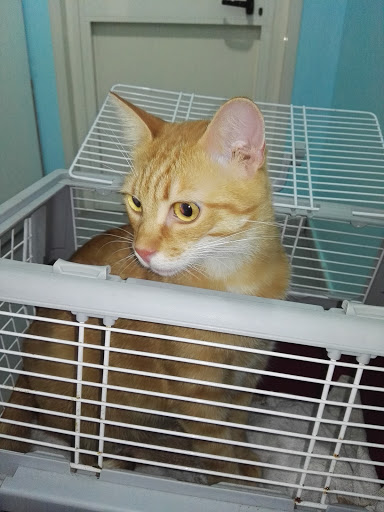 Clinica Veterinaria VIMASVET - Thumbnail