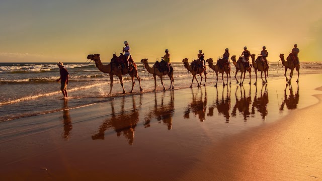 Oakfield Ranch Camel Rides