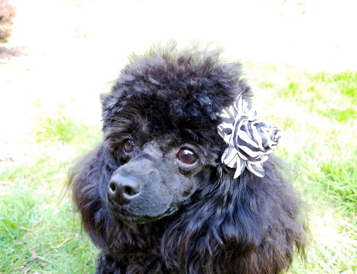 Pet PaWnache - Visual
