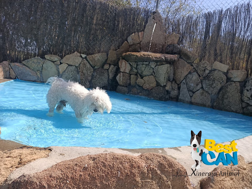 Hotel para perros Hotel canino Bestcan