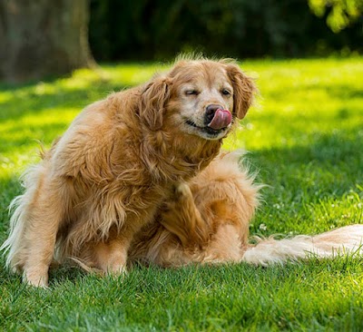 Photos of Sacajawea Healthcare For Pets